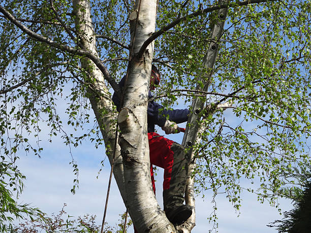 St Maries, ID Tree Care Company