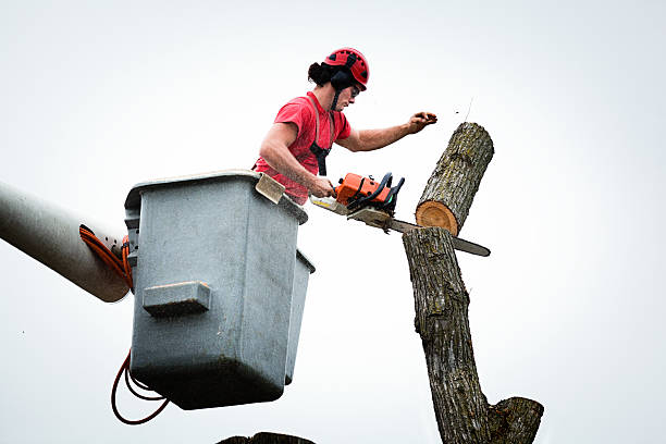 Best Tree Risk Assessment  in St Maries, ID