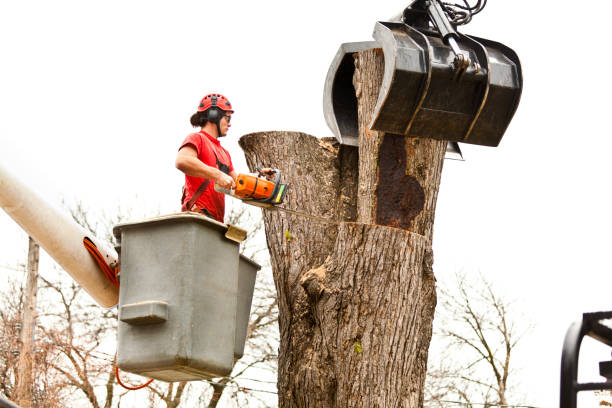 Best Tree Mulching  in St Maries, ID