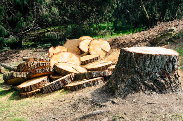  St Maries, ID Tree Care Pros